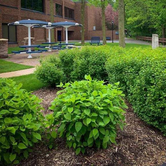 Foliage on campus
