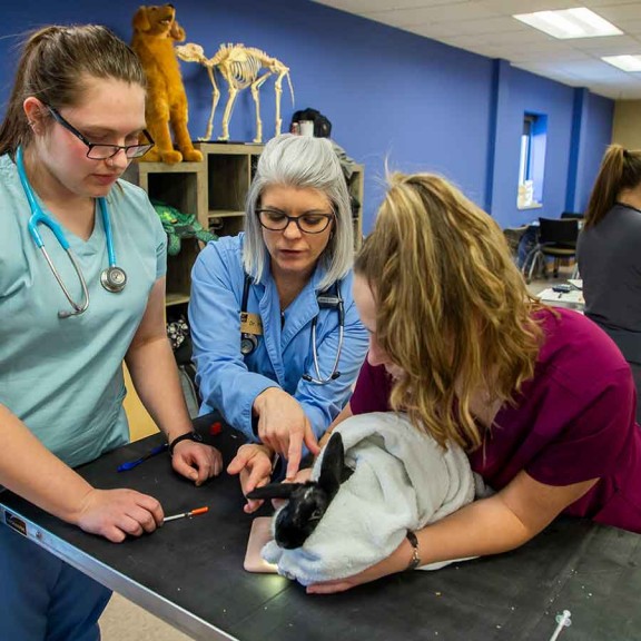 Vet students working with bunny