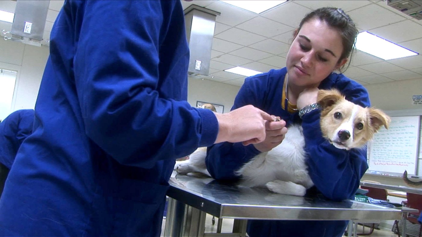 Veterinary Assistant